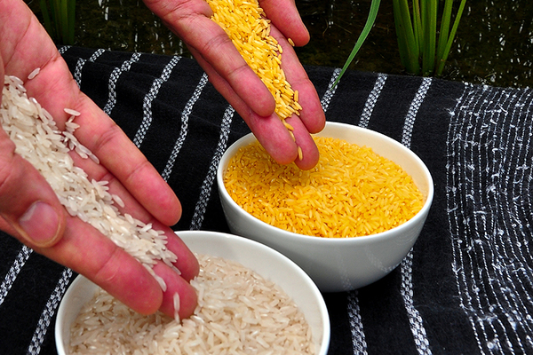 مقایسه ظاهری برنج ترا ریخته و معمولی