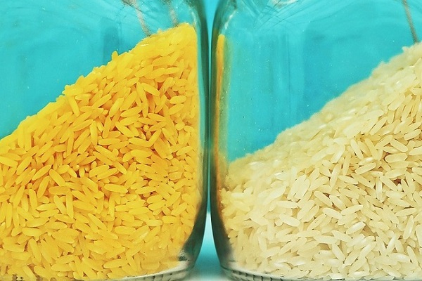 برنج معمولی و برنج تراریخته