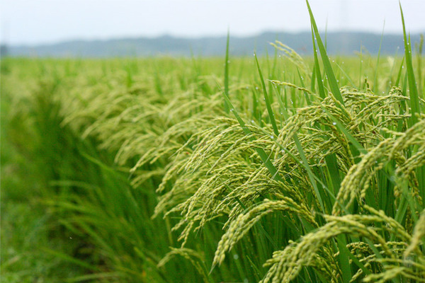 برنج طلایی چیست