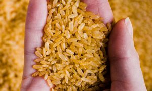 برنج طلایی چیست؟