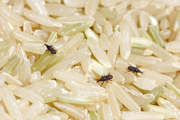 دور نگه داشتن برنج از حشرات
