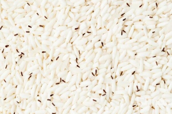 طول عمر برنج
