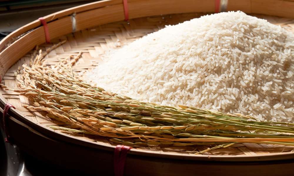 برنج کشت اول و برنج کشت دوم