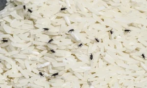 شپشک برنج