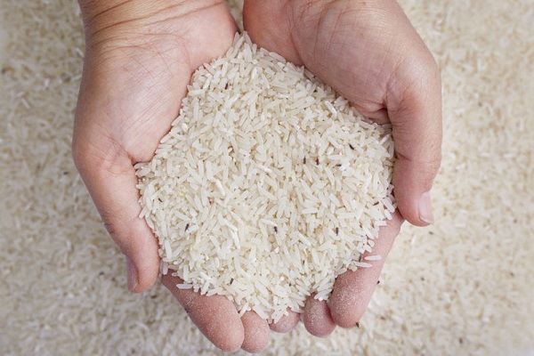 شپشک برنج چیست؟ 