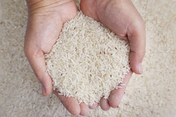 نمونه شپشک در برنج ایرانی